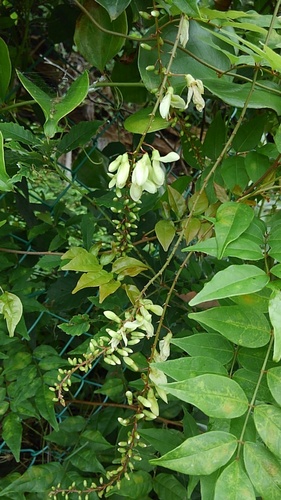 Wisteria japonica — photo