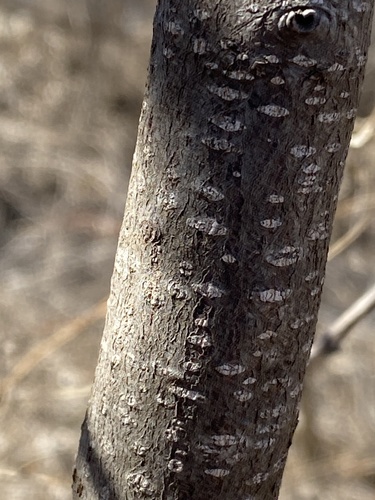 Wisteria macrostachya (Kentucky wisteria) — photo