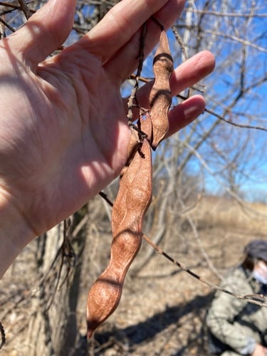 Wisteria macrostachya