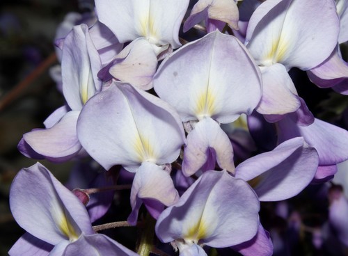 Wisteria sinensis (Chinese Wisteria) — photo
