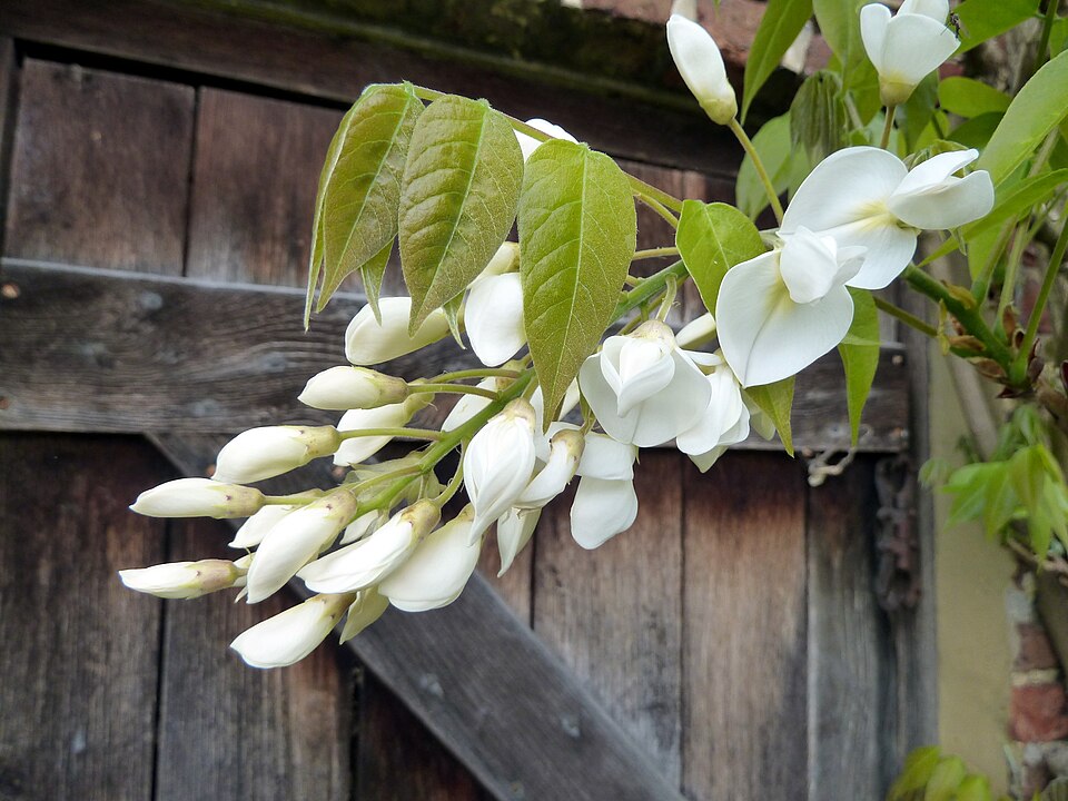 Wisteria venusta (Silky wisteria) — photo