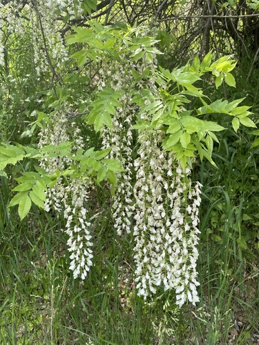 Wisteria venusta