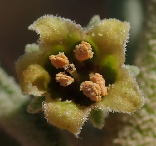 Withania somnifera (Withania) — photo
