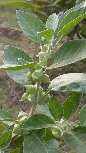 Withania somnifera