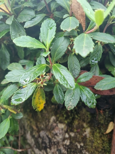 Wittsteinia vacciniacea (Baw-baw berry) — photo