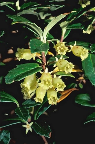 Alseuosmiaceae