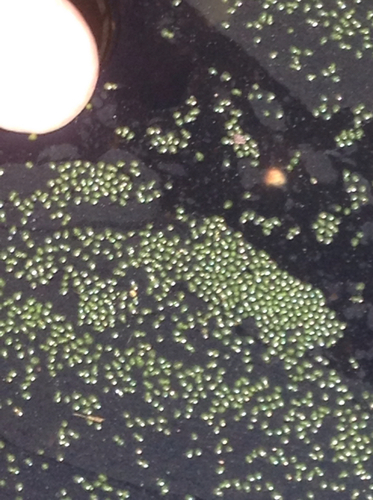 Wolffia arrhiza (Least duckweed) — photo