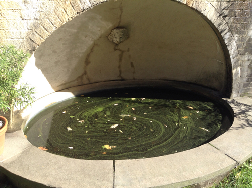 Wolffia arrhiza (Least duckweed) — photo
