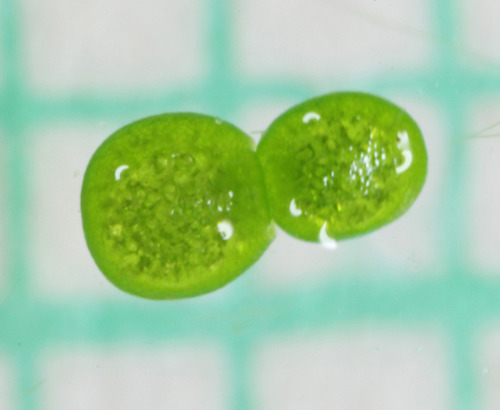 Wolffia globosa (Water-eggs) — photo