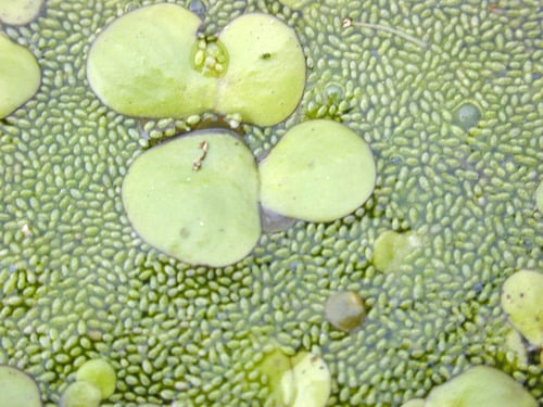 Wolffia globosa (Water-eggs) — photo