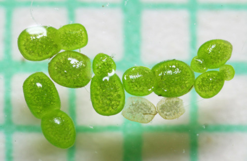 Wolffia globosa