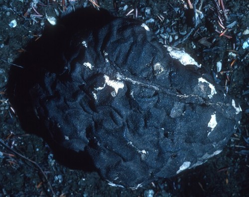 Wolfiporia cocos (Fuling) — photo