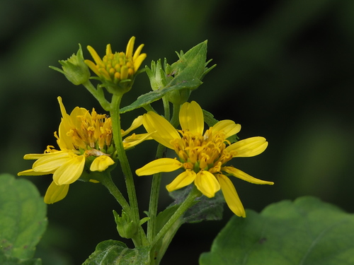 Wollastonia biflora (Wedelia) — photo