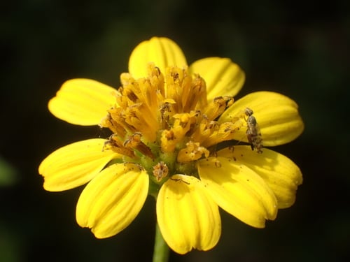 Wollastonia biflora