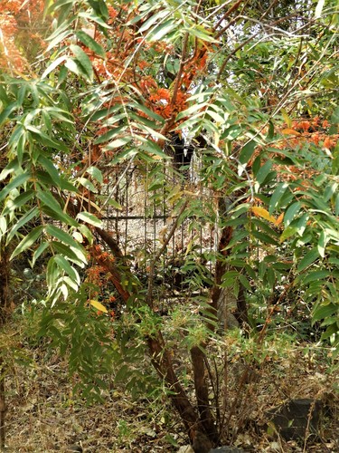Woodfordia fruticosa (Fire-flame bush) — photo