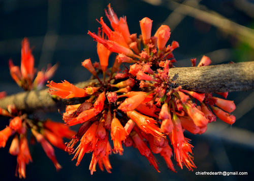 Woodfordia fruticosa (Fire-flame bush) — photo