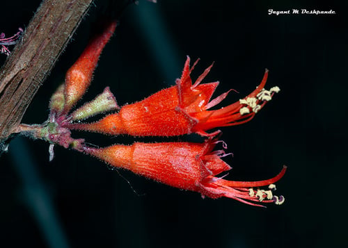 Woodfordia fruticosa