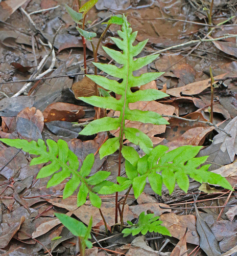 Woodwardia areolata — photo