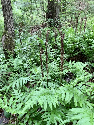 Woodwardia areolata — photo