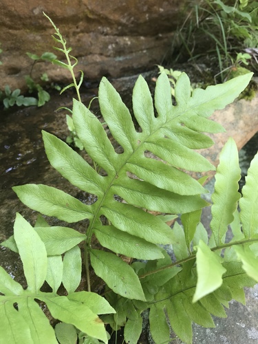 Woodwardia areolata