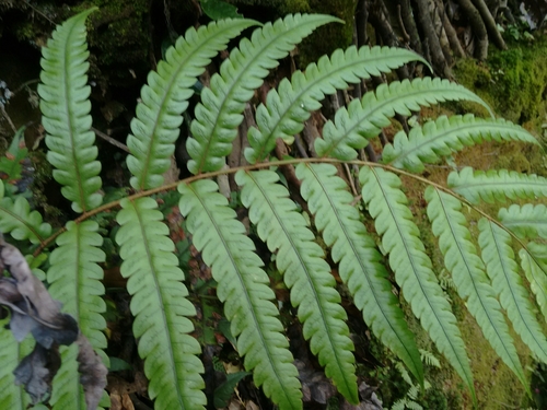 Woodwardia japonica