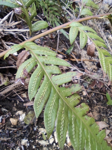 Woodwardia unigemmata — photo