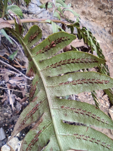 Woodwardia unigemmata — photo
