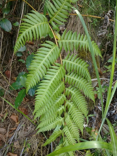 Woodwardia unigemmata