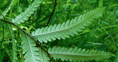 Woodwardia virginica — photo