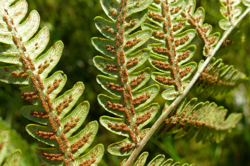 Woodwardia virginica — photo