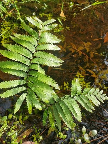 Woodwardia virginica
