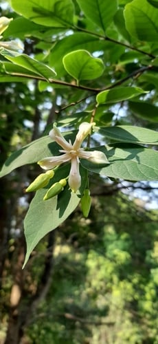 Wrightia annamensis