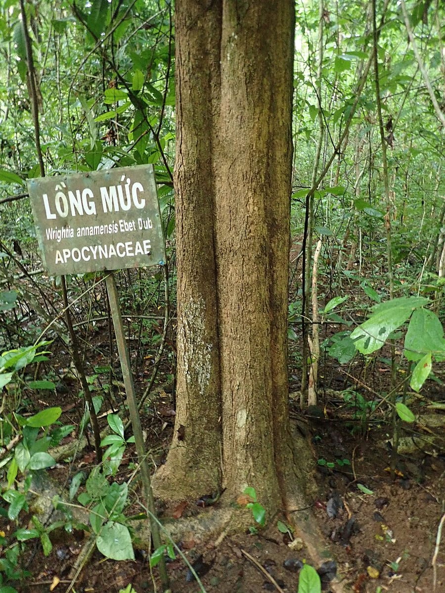 Wrightia annamensis (Chhe dai khla) — photo