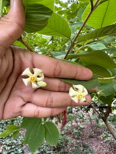Wrightia arborea (Woolly dyeing rosebay) — photo
