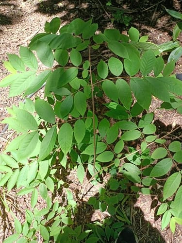 Wrightia arborea (Woolly dyeing rosebay) — photo