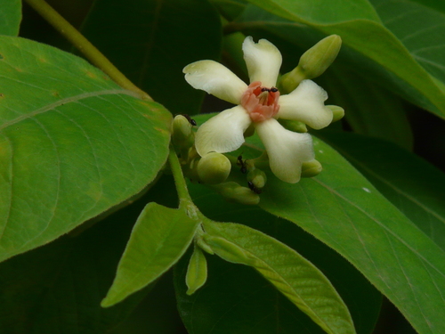 Wrightia arborea