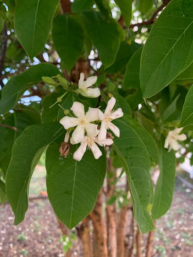 Wrightia pubescens — photo