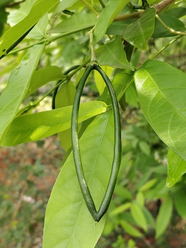 Wrightia tinctoria (Pala Indigo-plant) — photo