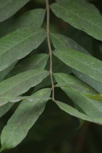 Wrightia tinctoria (Pala Indigo-plant) — photo