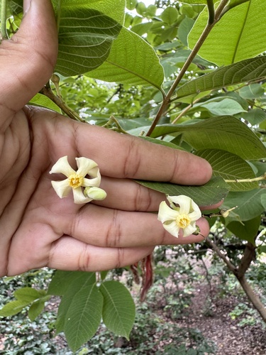 Wrightia tomentosa — photo