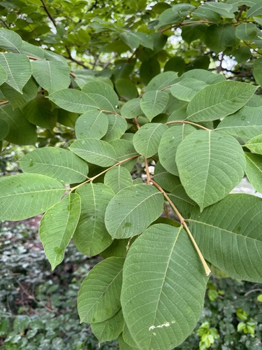 Wrightia tomentosa