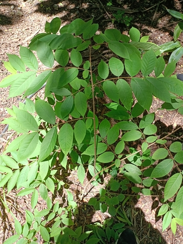 Wrightia tomentosa — photo