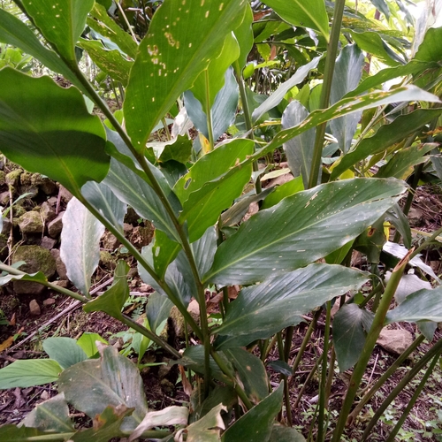 Wurfbainia compacta (Siam cardamom) — photo