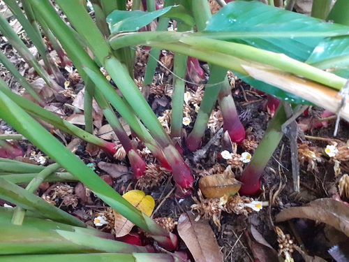 Wurfbainia compacta (Siam cardamom) — photo