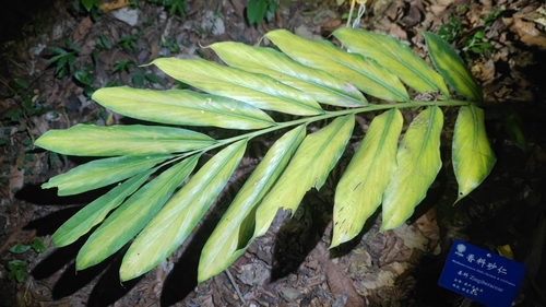 Wurfbainia testacea