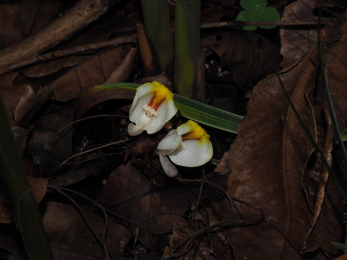 Wurfbainia villosa (Ela-ela china) — photo