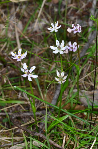 Wurmbea biglandulosa (Early nancy) — photo