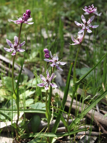 Wurmbea biglandulosa (Early nancy) — photo
