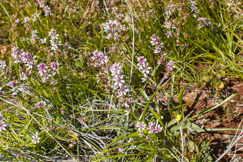 Wurmbea centralis (Early nancy) — photo