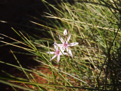 Wurmbea deserticola (Early Nancy) — photo